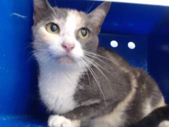 Rescue Domestic Short Hair Cats for Adoption in Orlando, Florida - ERMINE | PetCurious