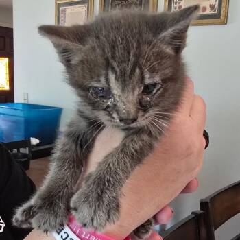 Bigfoot -  Domestic Long Hair Cat Available for Adoption in Klamath Falls, Oregon - Bigfoot | PetCurious