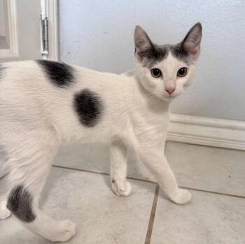 Corgi -  Domestic Short Hair Cat for Adoption in Sonora, California - Corgi | PetCurious