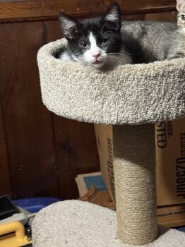 Cho -  Domestic Short Hair Cat for Adoption in Muncie, Indiana - Cho | PetCurious