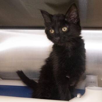 Domestic Long Hair Cats Available for Adoption in Seattle, Washington - Gaia | PetCurious