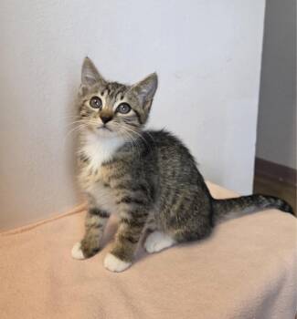 Pollen -  Domestic Short Hair Cat for Adoption in Sunrise, Florida - Pollen | PetCurious