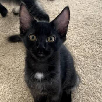 Santos -  Domestic Short Hair Cat for Adoption in Temecula, California - Santos | PetCurious