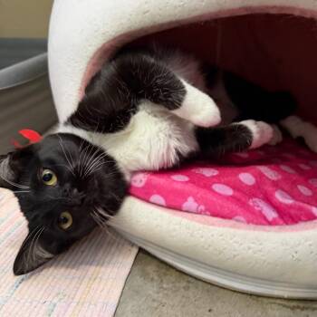 Domestic Short Hair Cats Available for Adoption in Mankato, Minnesota - Raccoon | PetCurious