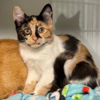 Rescue Domestic Short Hair Cats for Adoption in Cumming, Georgia - Jaylene | PetCurious