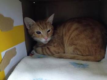 Domestic Short Hair Cats Available for Adoption in West Chester, Pennsylvania - Pumpkin Spice | PetCurious