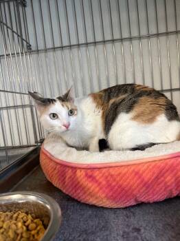 Rescue Domestic Short Hair Cats for Adoption in Rock Springs, Wyoming - Marley | PetCurious