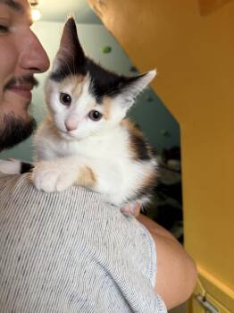 Domestic Short Hair Cats Available for Adoption - Pepa | PetCurious