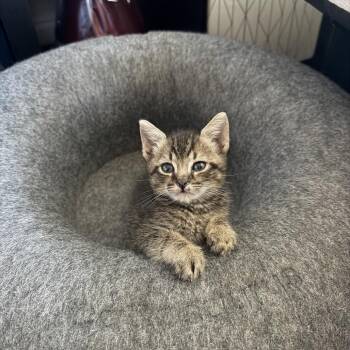 Ziva -  Domestic Short Hair Cat for Adoption in Port Richey, Florida - Ziva | PetCurious