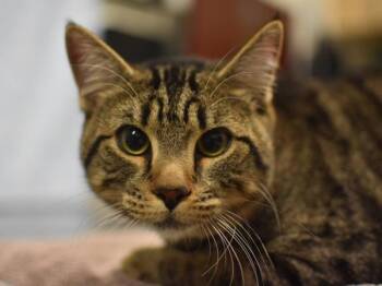 Barney -  Domestic Short Hair Cat for Adoption in Portland, Oregon - Barney | PetCurious