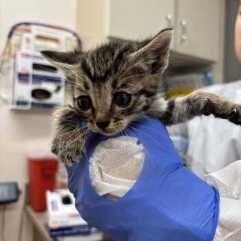 Thingamajig -  Domestic Medium Hair Cat for Adoption in Reno, Nevada - Thingamajig | PetCurious