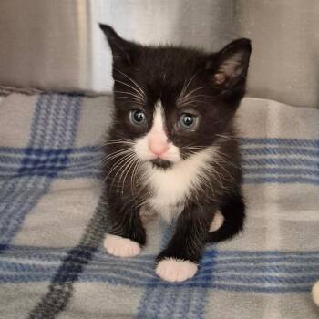 Domestic Short Hair Cats Available for Adoption in Lake Panasoffkee, Florida - Gil | PetCurious