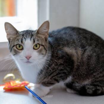 Becca -  Domestic Short Hair Cat for Adoption in Ballwin, Missouri - Becca | PetCurious