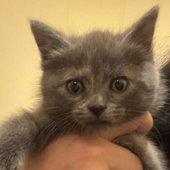 Bleu -  Domestic Short Hair Cat for Adoption in Winchester, Virginia - Bleu | PetCurious