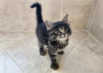MIRA -  Domestic Short Hair Cat for Adoption in Colorado Springs, Colorado - MIRA | PetCurious