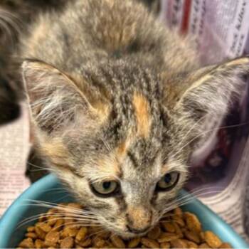 Rescue Domestic Short Hair Cats for Adoption in San Antonio, Texas - Gummy Bear | PetCurious