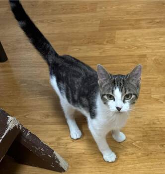 Domestic Short Hair Cats Available for Adoption in Mauston, Wisconsin - Bodie | PetCurious