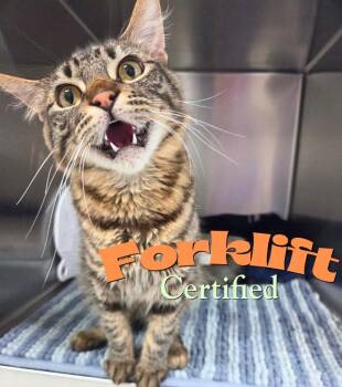 Forklift Certified -  Domestic Medium Hair Cat for Adoption in Nevada, Iowa - Forklift Certified | PetCurious