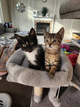 Domestic Short Hair Cats Available for Adoption in Wheaton, Illinois - Zebra Cake | PetCurious