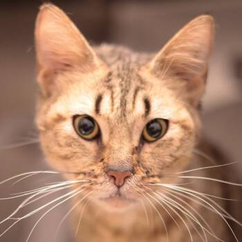 Moonstone -  Domestic Short Hair Cat for Adoption in Philadelphia, Pennsylvania - Moonstone | PetCurious