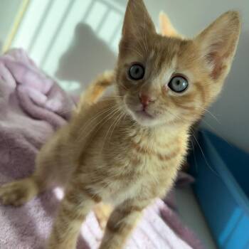 Riker (bonded w/ Picard) -  Domestic Short Hair Cat for Adoption in Oakland, California - Riker (bonded W/ Picard) | PetCurious