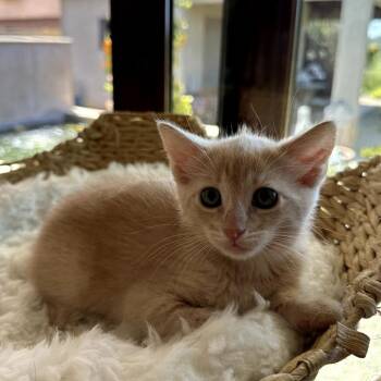 Vinx -  Domestic Short Hair Cat for Adoption in Long Beach, California - Vinx | PetCurious