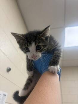 Denny -  Domestic Short Hair Cat for Adoption in Westland, Michigan - Denny | PetCurious