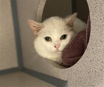 Rescue Domestic Short Hair Cats for Adoption in Aliquippa, Pennsylvania - SNOWBALL | PetCurious