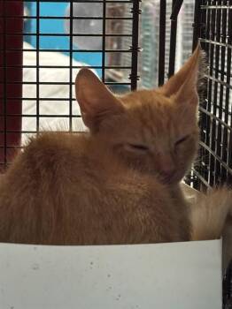 FRANK -  Domestic Short Hair Cat for Adoption in Doral, Florida - FRANK | PetCurious