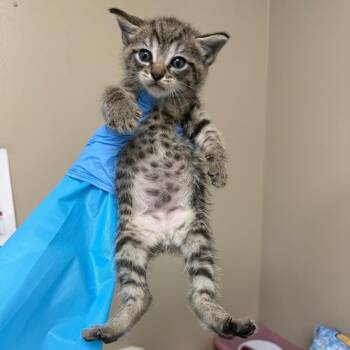 Viggo -  Domestic Short Hair Cat for Adoption in Birmingham, Alabama - Viggo | PetCurious
