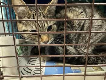 Rescue Domestic Short Hair Cats for Adoption in Loveland, Colorado - BINGO | PetCurious