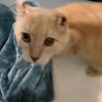 Fennel -  Domestic Short Hair Cat for Adoption in Chattanooga, Tennessee - Fennel | PetCurious