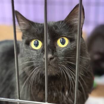 Rescue Domestic Medium Hair Cats for Adoption in Redwood Valley, California - Raven | PetCurious
