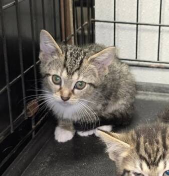Rescue Domestic Short Hair Cats for Adoption in Anderson, Indiana - Aletha | PetCurious