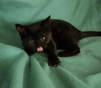 Rescue Domestic Short Hair Cats for Adoption - Poe | PetCurious