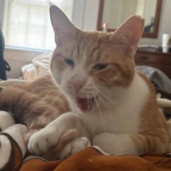 Domestic Short Hair and Mixed Breed Cats Available for Adoption in Dayton, Ohio - Irene | PetCurious