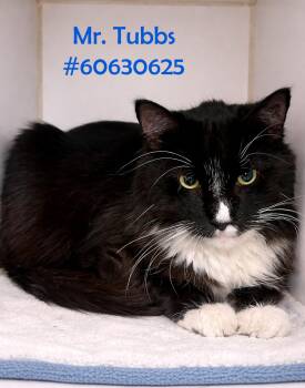 Tuxedo Cats Available for Adoption in Wilkes-barre, Pennsylvania - Mr. Tubbs | PetCurious