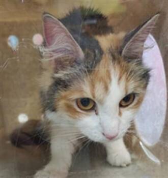 Domestic Medium Hair Cats Available for Adoption in Louisville, Kentucky - A796320 | PetCurious