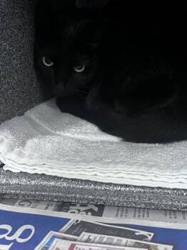 Corvus -  Domestic Short Hair Cat for Adoption in Daytona Beach, Florida - Corvus | PetCurious