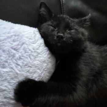 Chevy -  Domestic Short Hair Cat for Adoption in Calgary, Alberta - Chevy | PetCurious