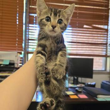 Cassian -  Domestic Medium Hair Cat for Adoption in Birmingham, Alabama - Cassian | PetCurious