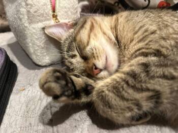 American Shorthair Cats Available for Adoption in West Pittston, Pennsylvania - Sorbet And Mochi | PetCurious