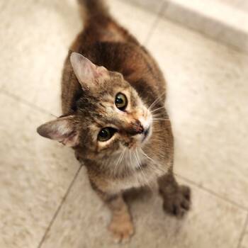 Rescue Domestic Short Hair Cats for Adoption in Waynesboro, Pennsylvania - Daffodil | PetCurious