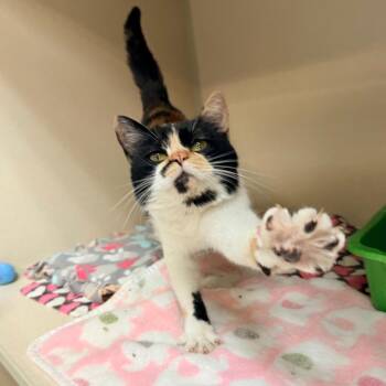 Calla -  Domestic Short Hair Cat for Adoption in Great Falls, Montana - Calla | PetCurious