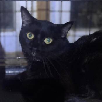 Domestic Short Hair Cats Available for Adoption - Charlotte | PetCurious