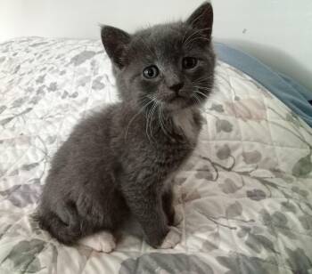 Domestic Short Hair and Tuxedo Cats Available for Adoption in Southbury, Connecticut - Grey | PetCurious