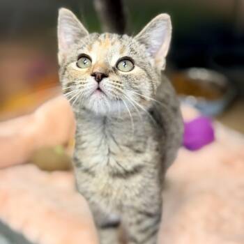 Amy -  Domestic Short Hair Cat for Adoption in Stafford Township, New Jersey - Amy | PetCurious