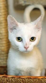 Rescue American Shorthair Cats for Adoption in Houston, Texas - Diamond | PetCurious