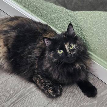 Domestic Long Hair Cats Available for Adoption in Reno, Nevada - Louise | PetCurious