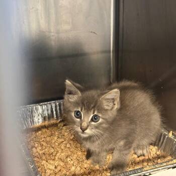 Engineer -  Domestic Short Hair Cat for Adoption in Huntington, West Virginia - Engineer | PetCurious